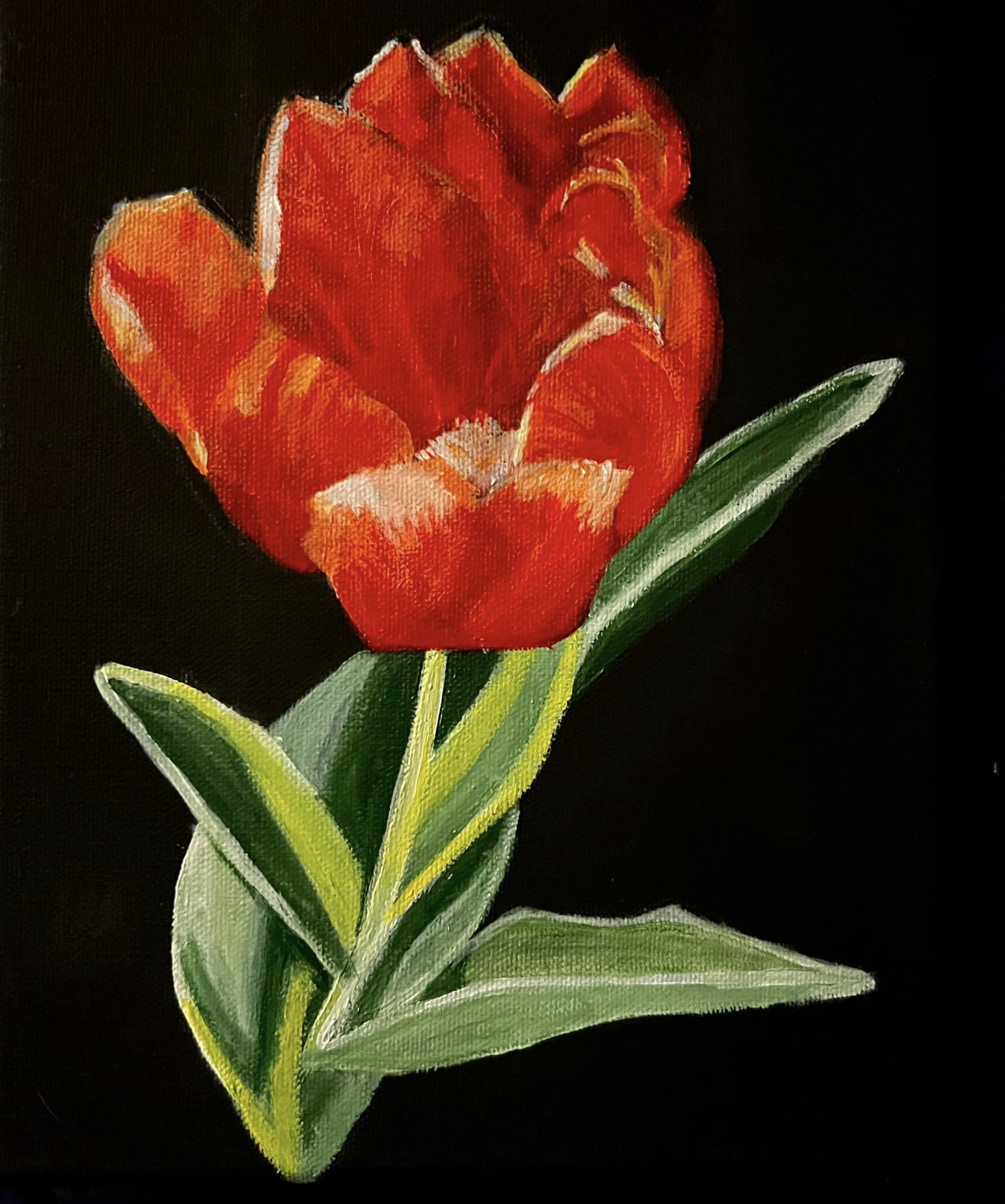 Tulip