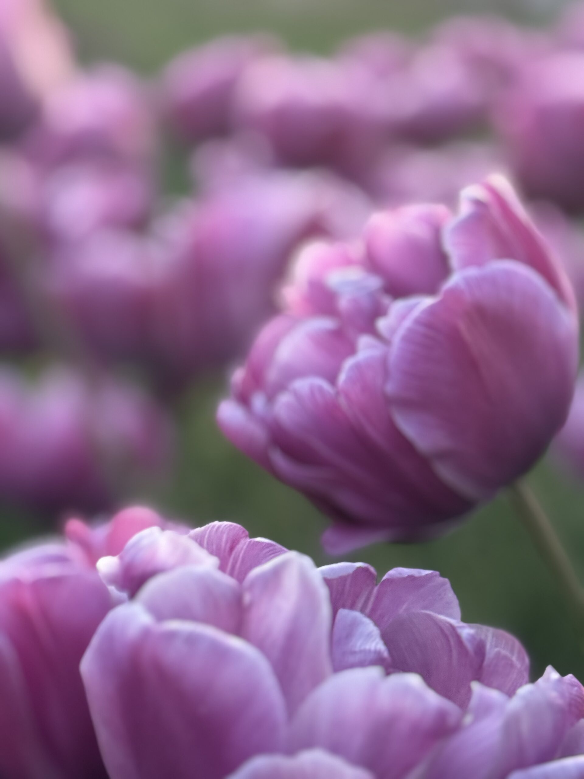 Tulip