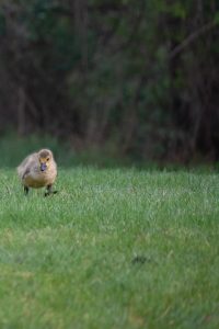 Baby Goose