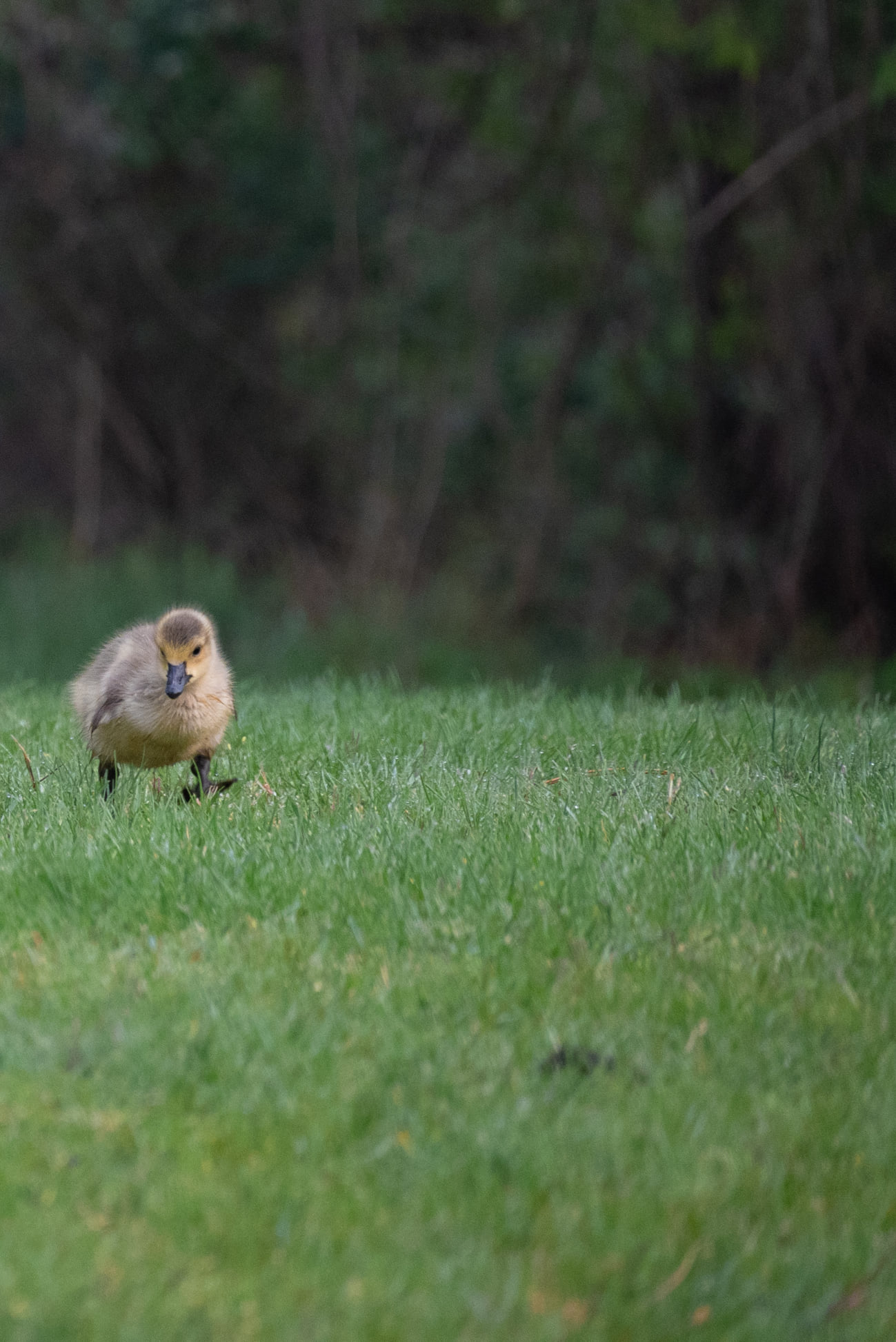 Baby Goose